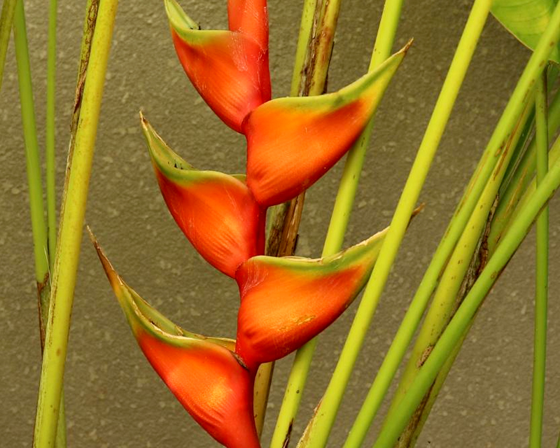 Helicônia ornamental apresentada no catálogo da Flora Bom Jardim Alegre