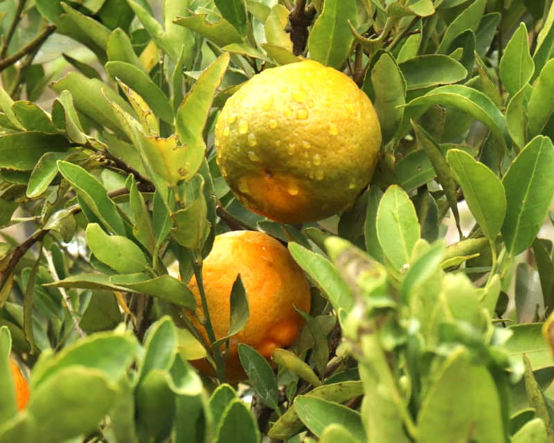 Muda de mexerica ponkan apresentada no catálogo da Flora Bom Jardim Alegre