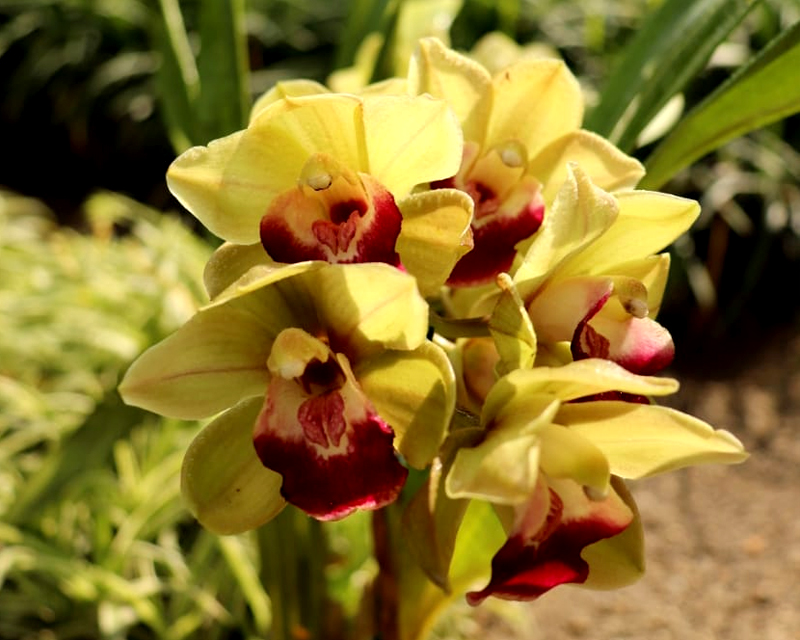 Orquídea cymbidium apresentada no catálogo da Flora Bom Jardim Alegre
