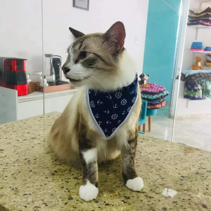 Imagem da unidade Guttuchos banho e tosa, em Santana de Parnaíba