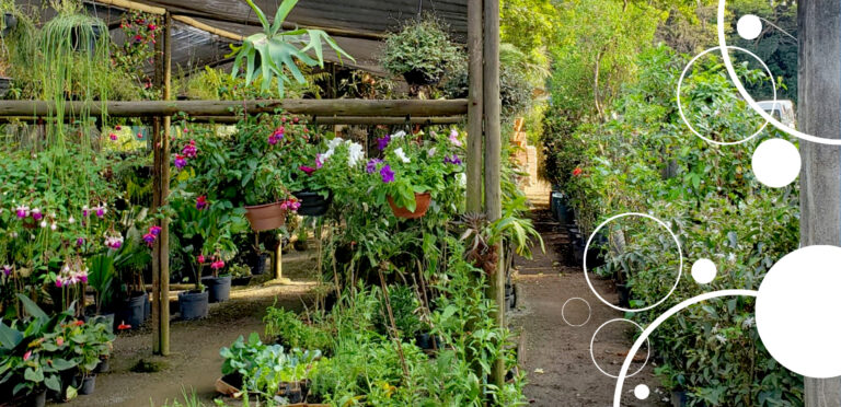 Viveiro com plantas e flores no site da Flora Bom Jardim Alegre